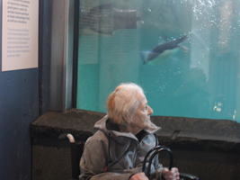 Eine ältere Frau im Rollstuhl beobachtet Pinguine im Aquarium.