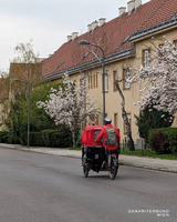 Eine rote Rikscha fährt eine Straße mit Kirschbäumen entlang